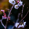 寒桜の季節