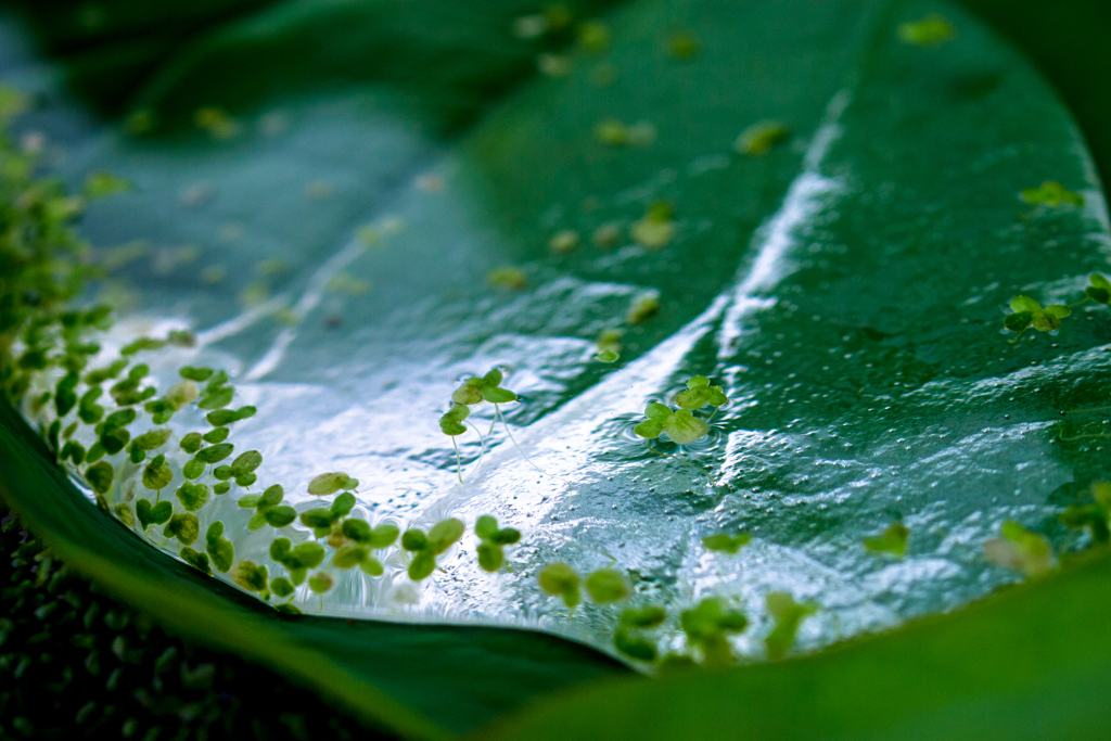 鏡草