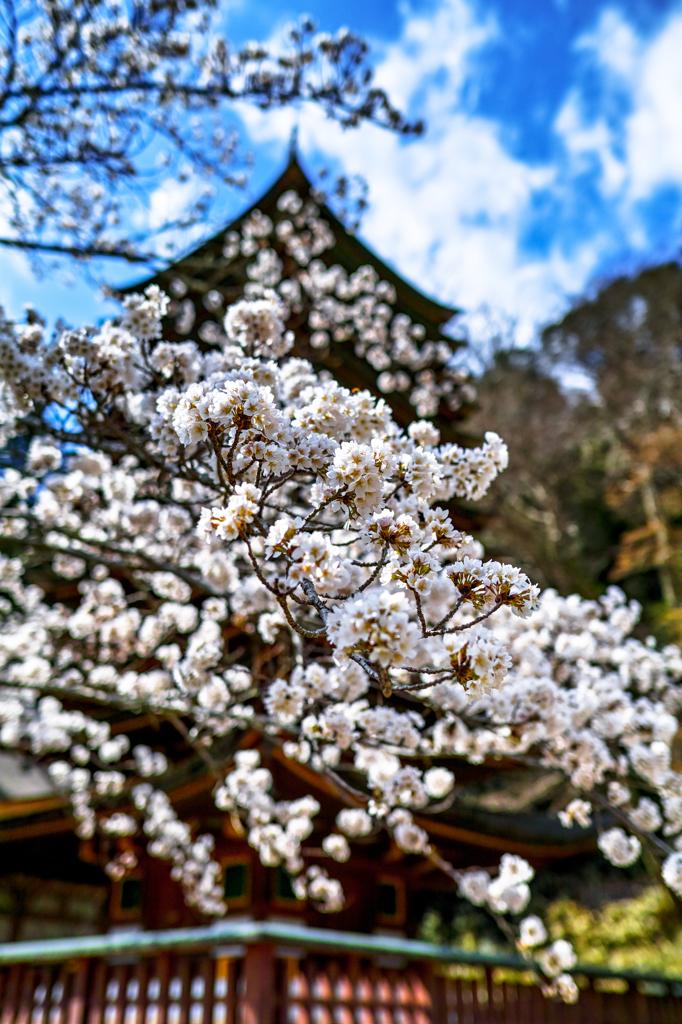 談山神社の桜 By 糸 屯 Id 写真共有サイト Photohito