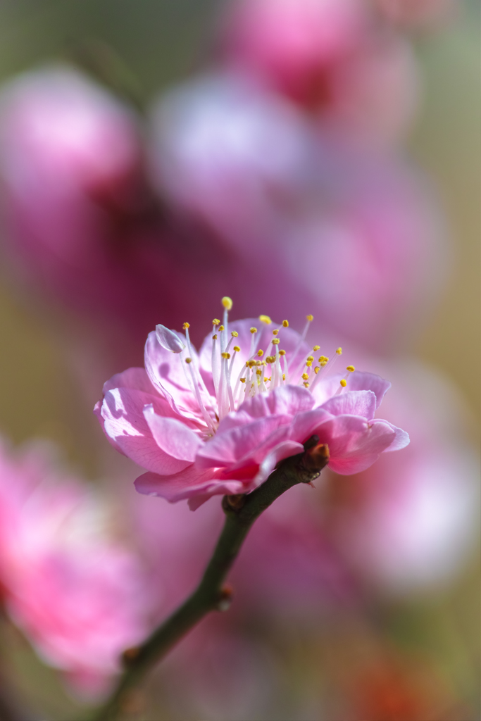 八重花びら