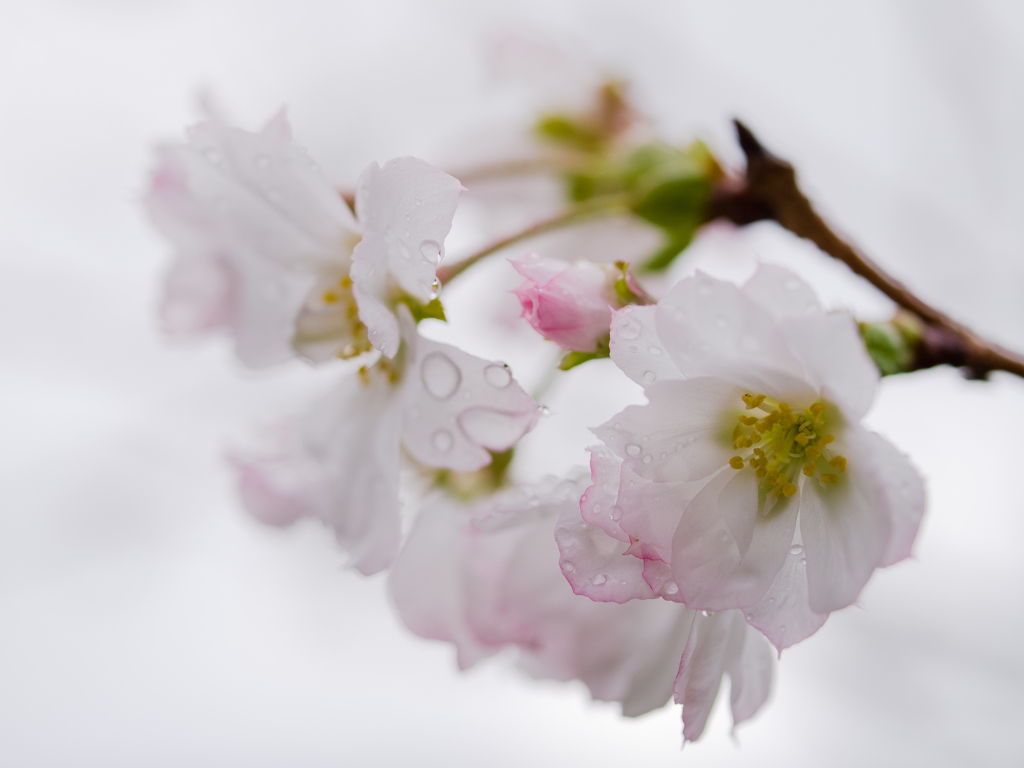 秋に咲く桜