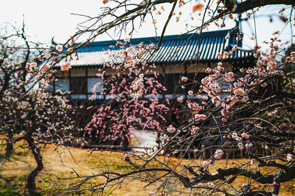 花やぐ追手門