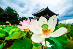 蓮の園