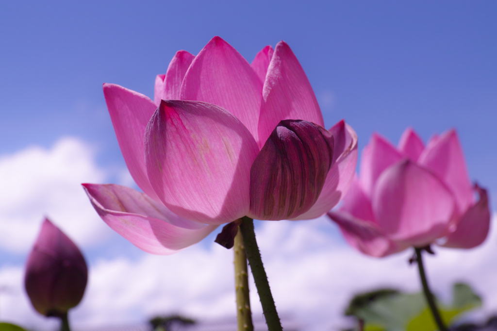 あおぞらに向かって