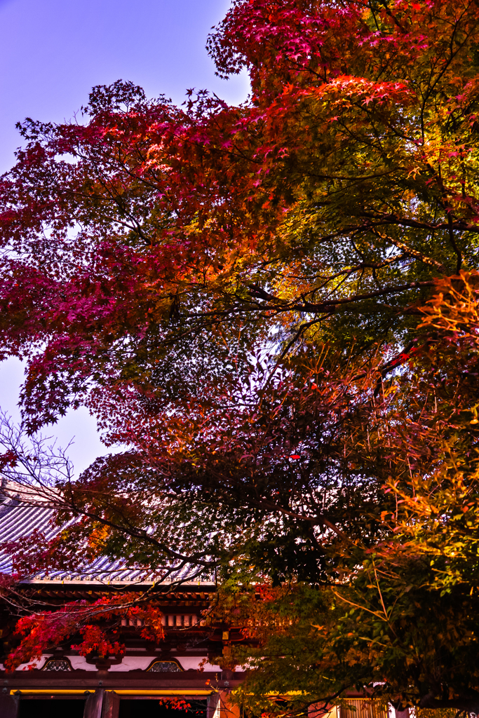 神護寺の紅葉