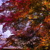神護寺の紅葉