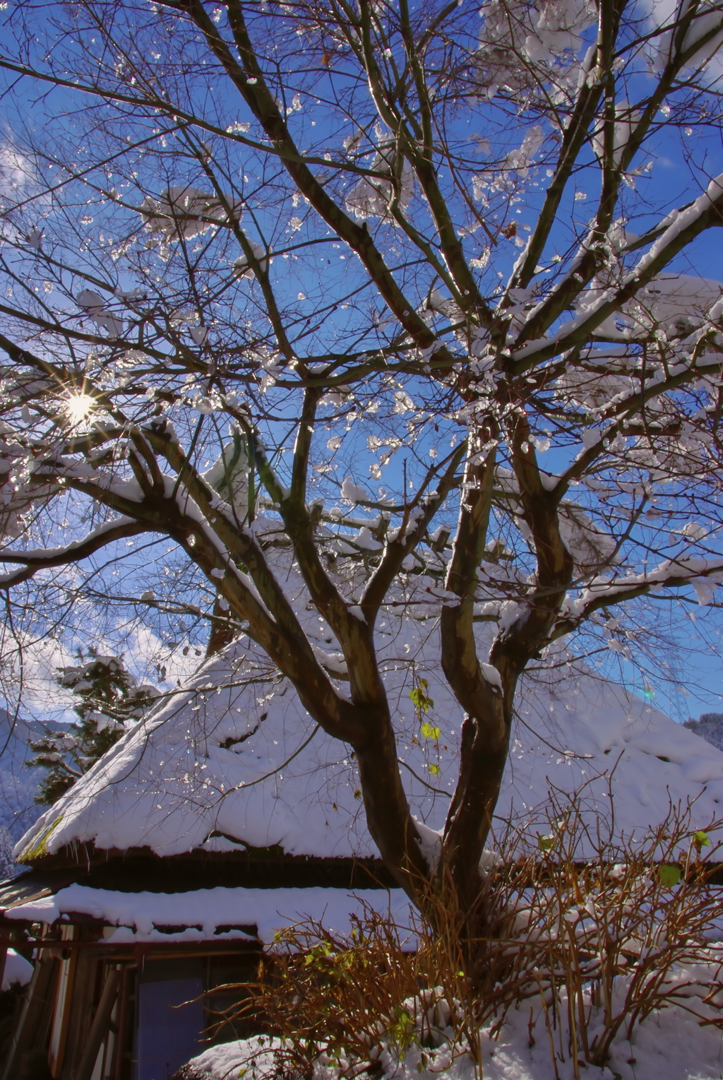 雪にキラリ