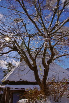 雪にキラリ