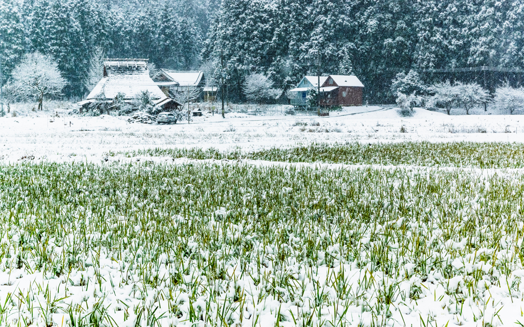 穭田に雪がつもる