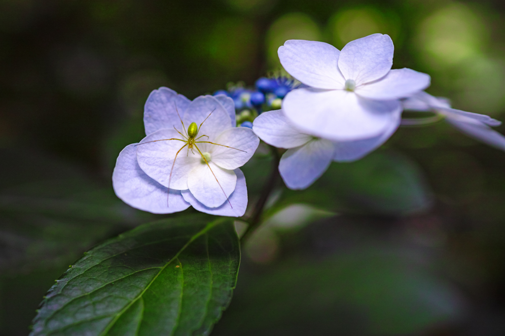 紫陽花住人