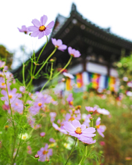 般若寺