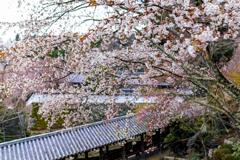 登り回廊の桜