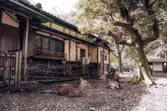 鹿の居る風景