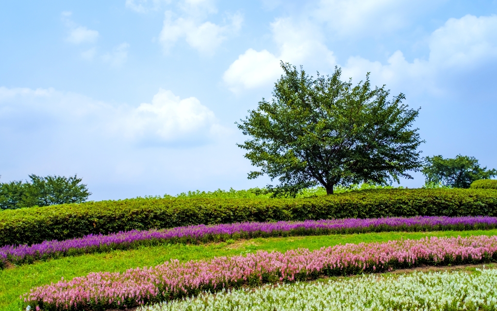 夏の公園