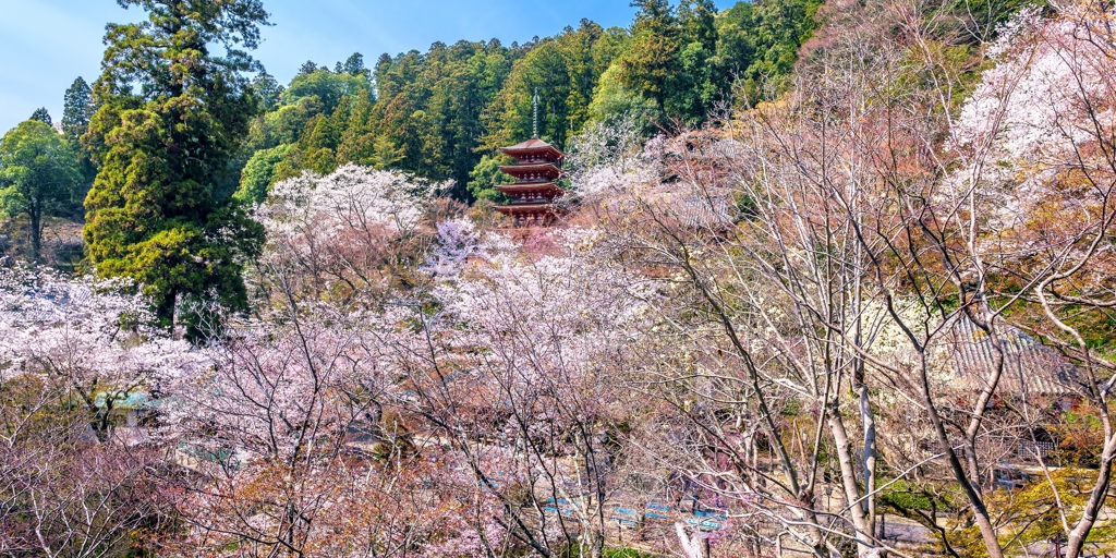 長谷寺の春