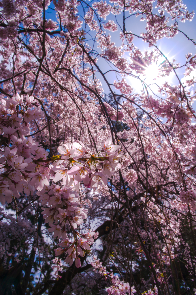 近衞のしだれ桜