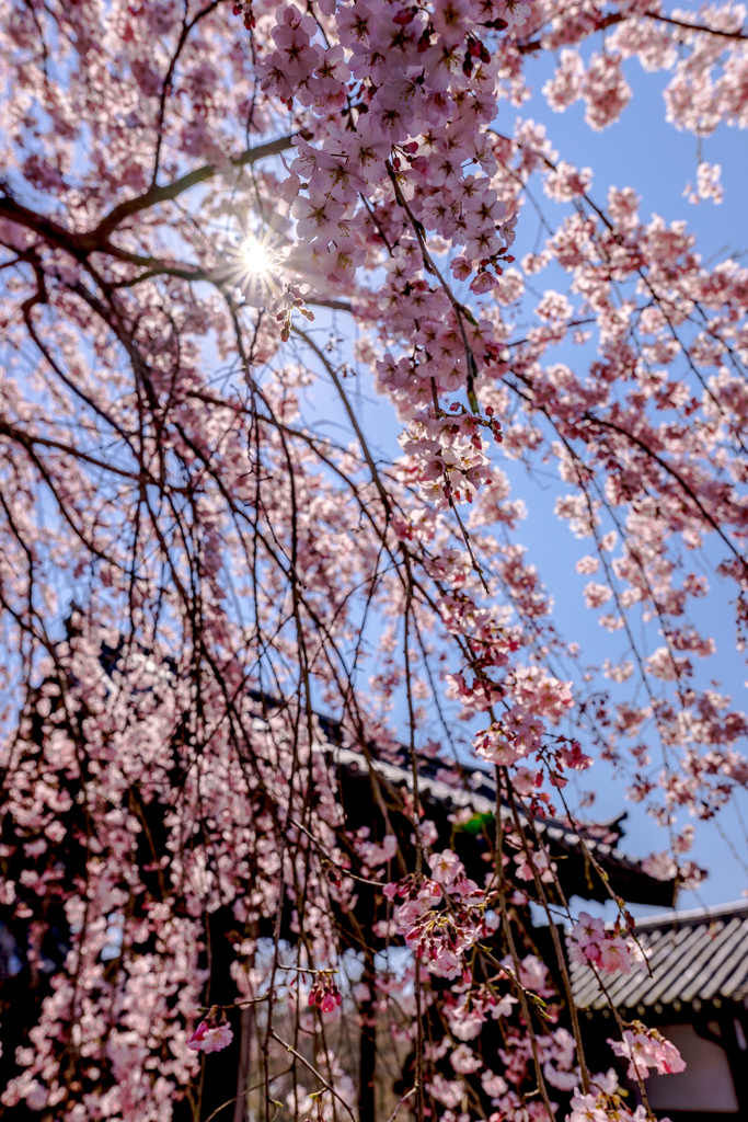 三宝院の枝垂れ桜