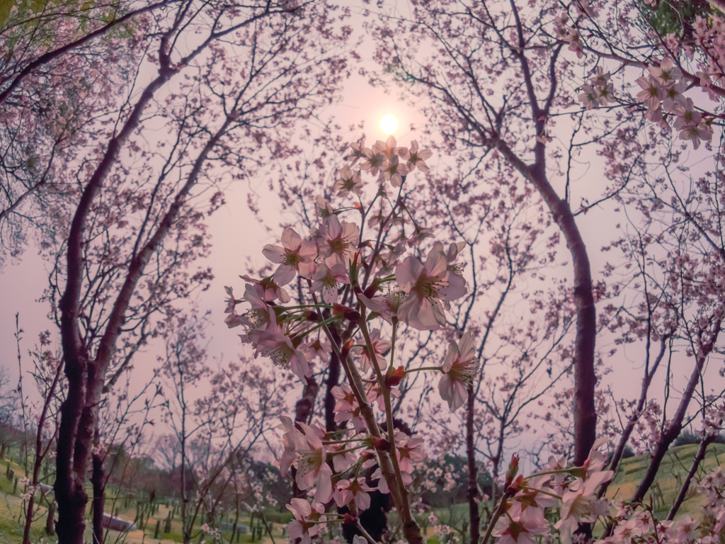 桜に包まれて