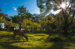 奈良公園