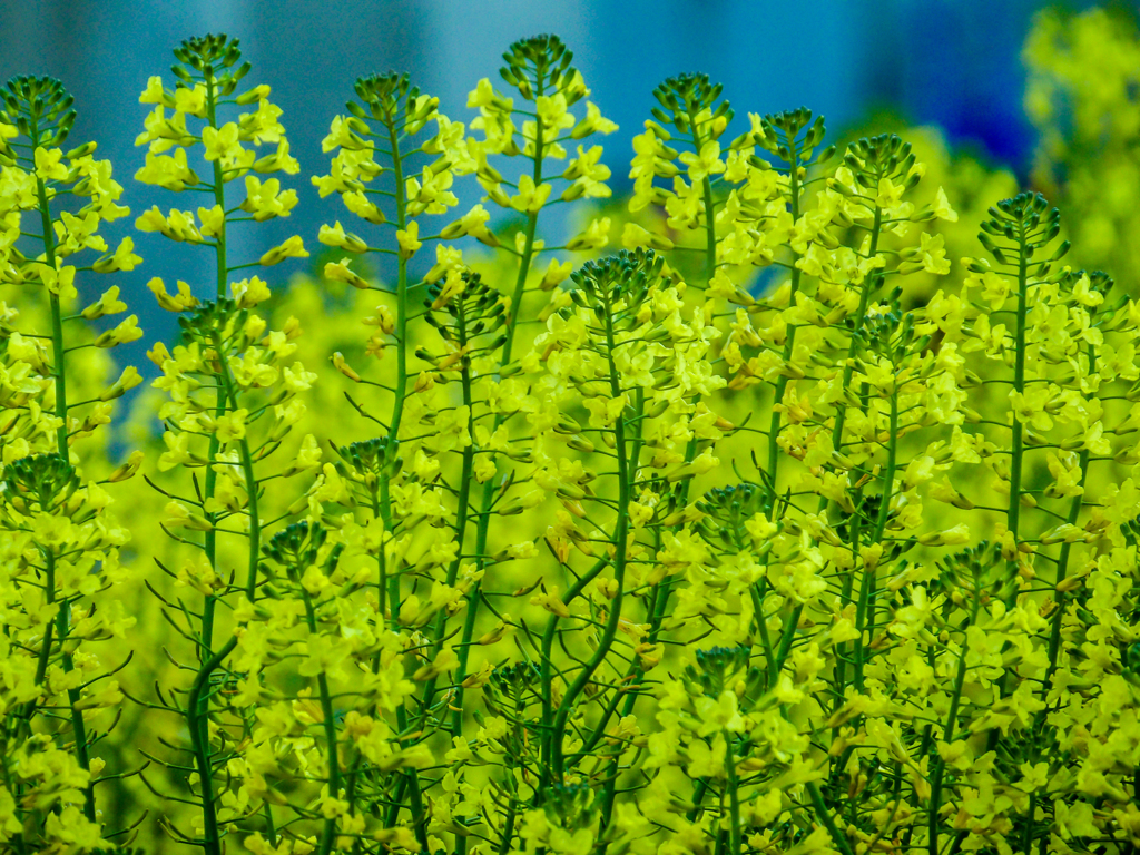 ブロッコリーの花