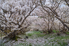 桜畑