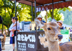 看板シカ