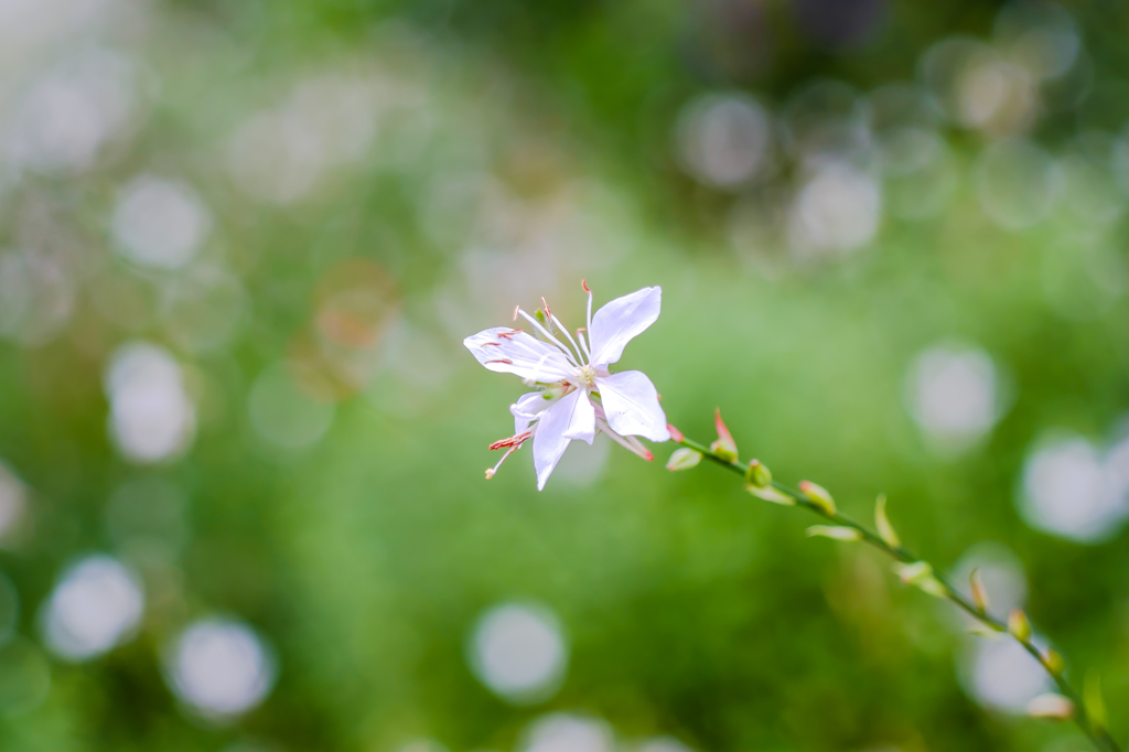 舞い上がる蝶のように