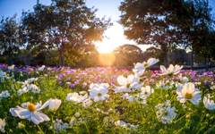 夕照の花畑