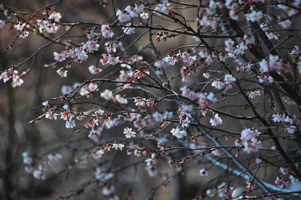 いつもの寒桜