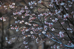 いつもの寒桜