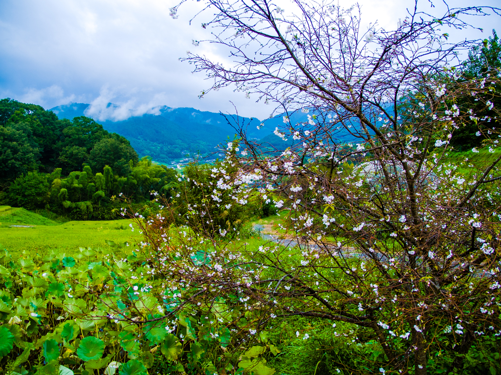 里山の寒桜