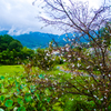 里山の寒桜