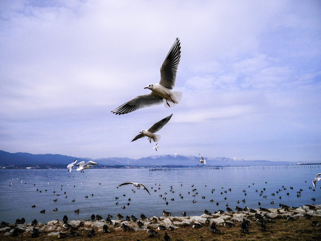 カモメ～が飛んーだァ～