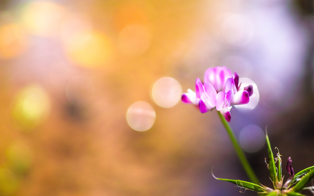 蓮華の吐息
