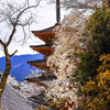 春の五重塔