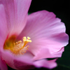 芙蓉につられて