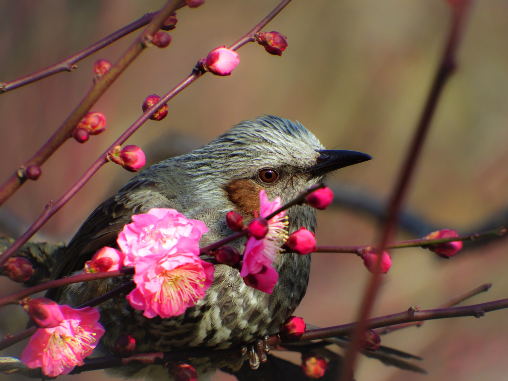 花鳥風月