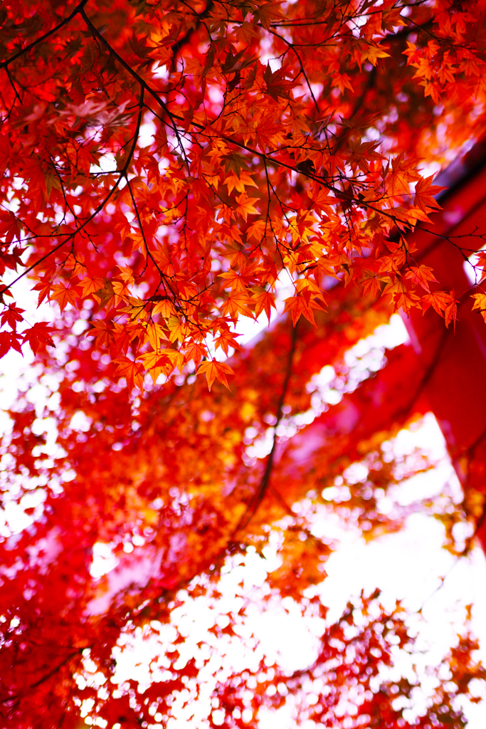 枝垂れる紅