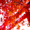 枝垂れる紅