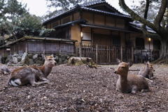 憩い