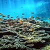 珊瑚の海