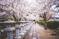 桜参道