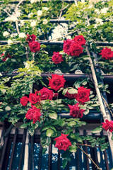 紅色の薔薇棚