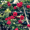 紅色の薔薇棚