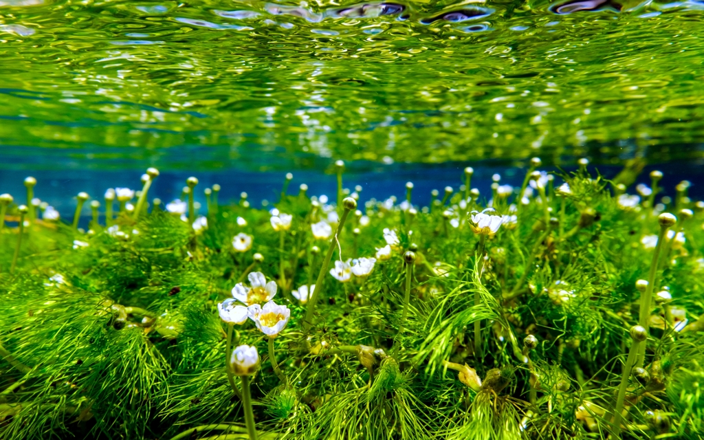 水中花