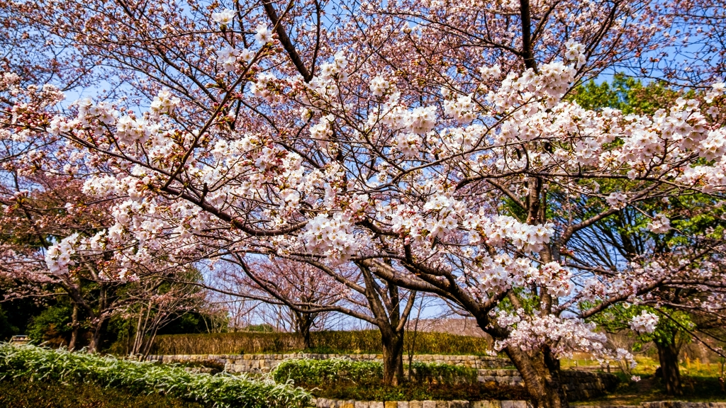 馬見の桜