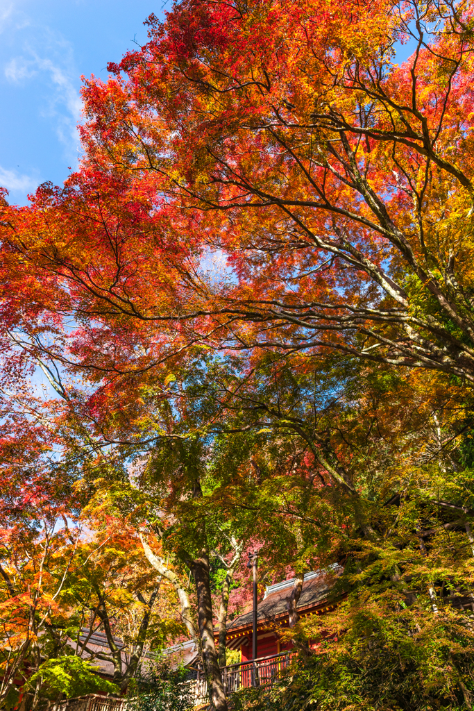 紅く染まる