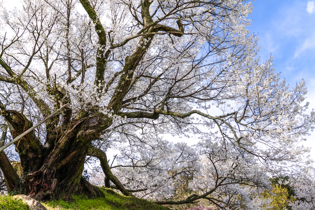 千年桜