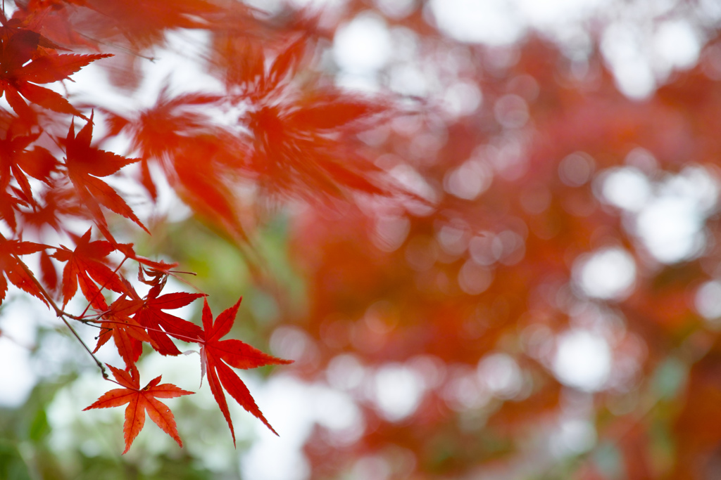 吹き出す紅