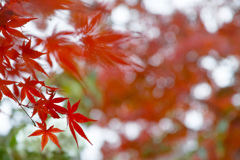 吹き出す紅